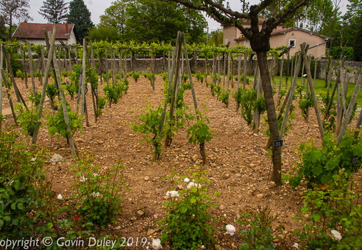 Reconstructed Roman vineyard, MUSÉE Gallo-Romain St Romain en Gal.