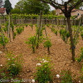 Reconstructed Roman vineyard, MUSÉE Gallo-Romain St Romain en Gal.