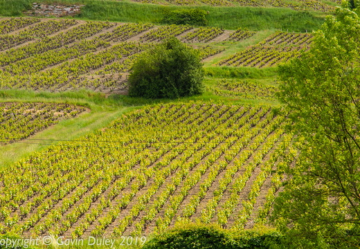 Vineyard, Beaujolais
