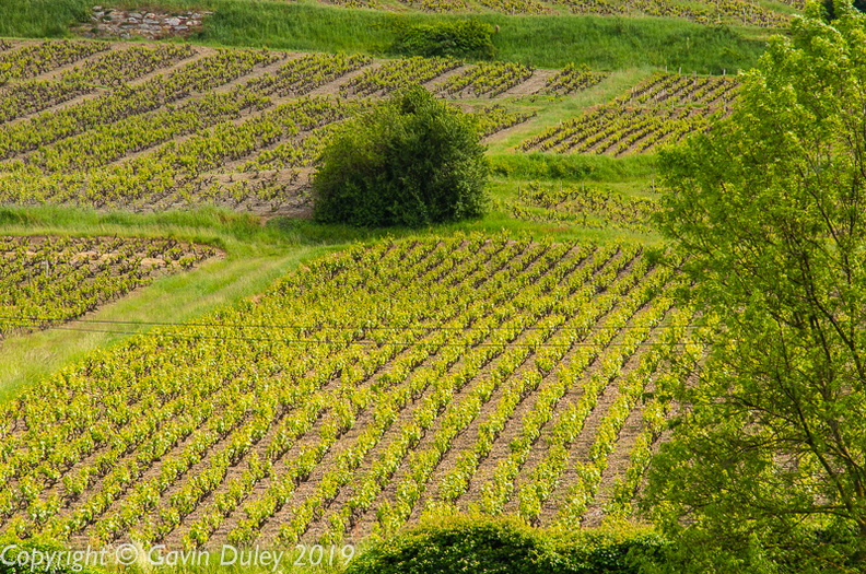 Vineyard, Beaujolais