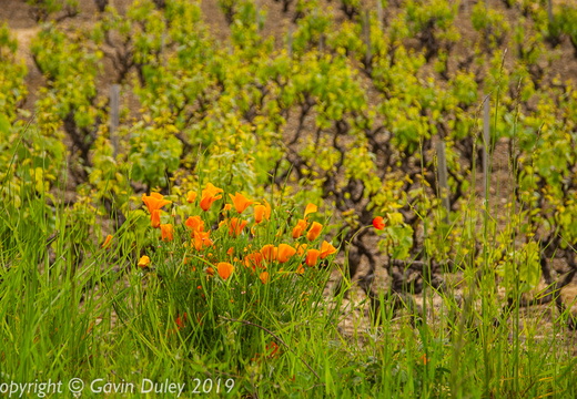 Vineyard near Beaujeu, Beaujolais