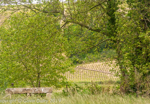 Vines seen through trees, Beaujolais