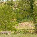 Vines seen through trees, Beaujolais
