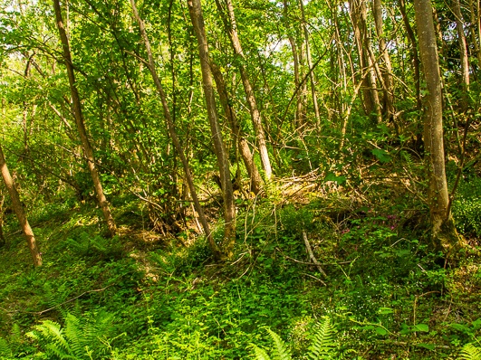 Woodland scene, near Belleville-sur-Saône, Beaujolais