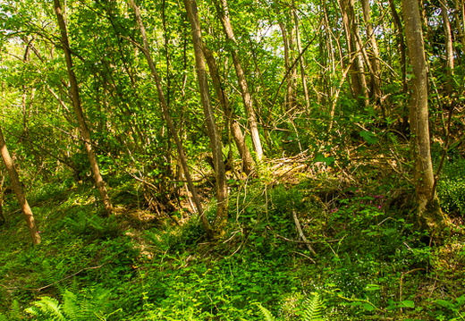Woodland scene, near Belleville-sur-Saône, Beaujolais