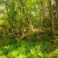 Woodland scene, near Belleville-sur-Saône, Beaujolais
