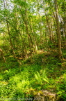 Woodland scene, near Belleville-sur-Saône, Beaujolais
