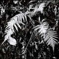 Ferns, Beechmont