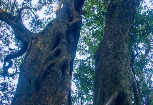 Antarctic beeches (Nothofagus moorei), Best of All Lookout track, Springbrook National Park