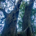 Antarctic beeches (Nothofagus moorei), Best of All Lookout track, Springbrook National Park