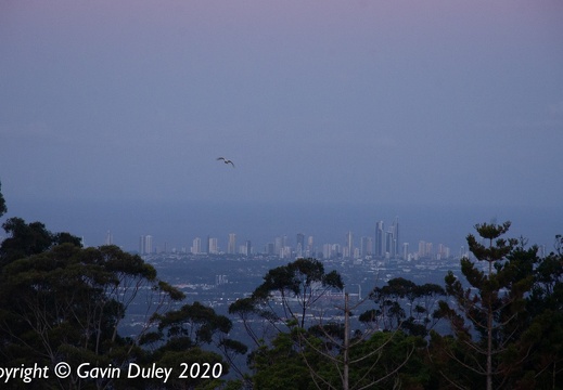 Gold Coast from Beechmont, sunset