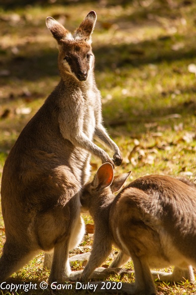 Whiptail wallaby (Notamacropus parryi) and joey, Carnarvon Gorge