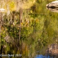 Reflections, Carnarvon Gorge