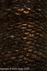 Cycad closeup