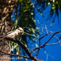 Kookaburra, Carnarvon Gorge