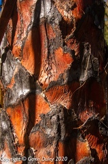 Cycad close-up, Carnarvon Gorge