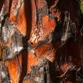 Cycad close-up, Carnarvon Gorge