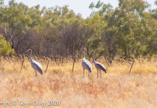 Brolgas (Grus rubicunda), near Winton