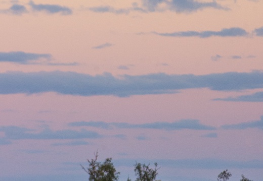 Moonrise, Straw-necked Ibises (Threskiornis spinicollis), lake near Winton
