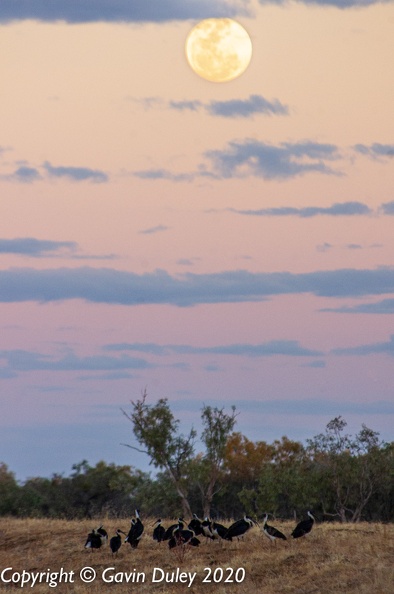 Moonrise, Straw-necked Ibises (Threskiornis spinicollis), lake near Winton