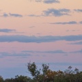 Moonrise, Straw-necked Ibises (Threskiornis spinicollis), lake near Winton