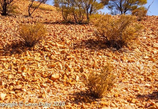 Midday sun, Lark Quarry Conservation Park