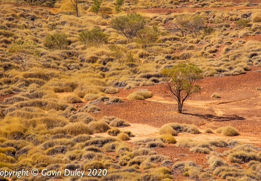 Midday sun, Lark Quarry Conservation Park