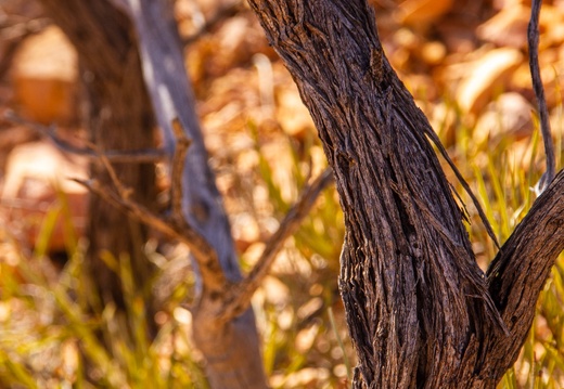 Lark Quarry Conservation Park