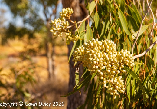 Eucalypt flowers, Winton-Jundah Road, outside Winton