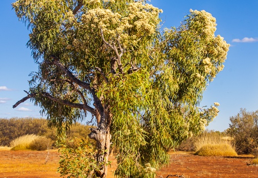 Eucalypts, Winton-Jundah Road, outside Winton