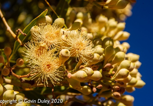 Eucalypt flowers, Winton-Jundah Road, outside Winton