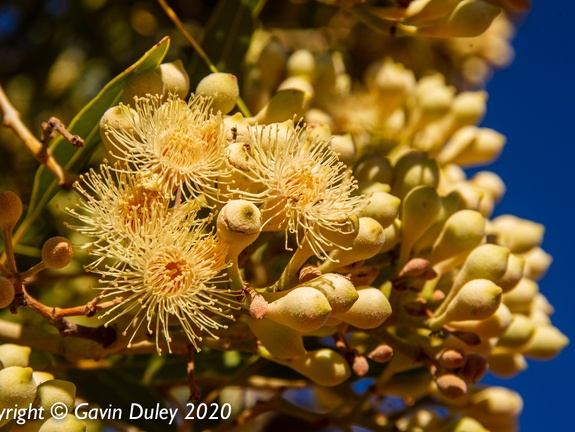 Eucalypt flowers, Winton-Jundah Road, outside Winton