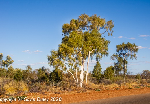 Eucalypts, Winton-Jundah Road, outside Winton