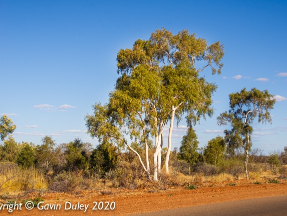 Eucalypts, Winton-Jundah Road, outside Winton