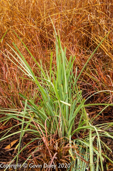 Grasses, Minerva Hills National Park
