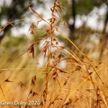 Themada grasses, Minerva Hills National Park