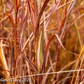 Grasses after rain,Minerva Hills National Park