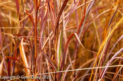 Grasses after rain,Minerva Hills National Park