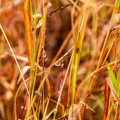 Grasses after rain, Minerva Hills National Park