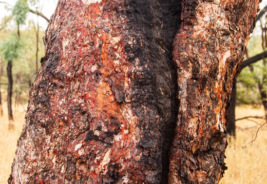 Bushfire tree, Minerva Hills National Park