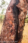 Bushfire tree, Minerva Hills National Park