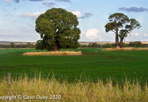 Arcturus Road, Near Springsure
