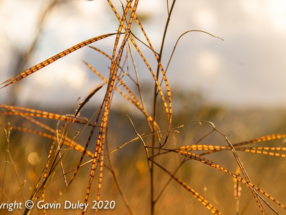 Grasses, Arcturus Road, Near Springsure