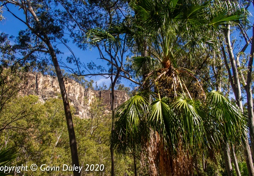 Carnarvon Gorge