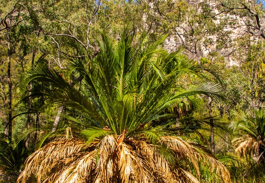 Cycad, Carnarvon Gorge