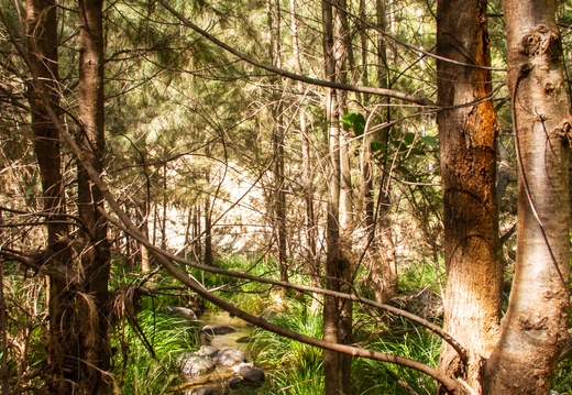 Carnarvon Gorge