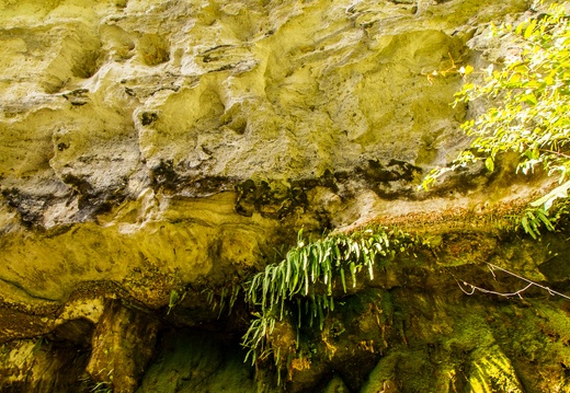 Carnarvon Gorge Moss Garden