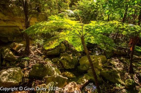 Carnarvon Gorge Moss Garden