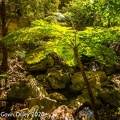 Carnarvon Gorge Moss Garden