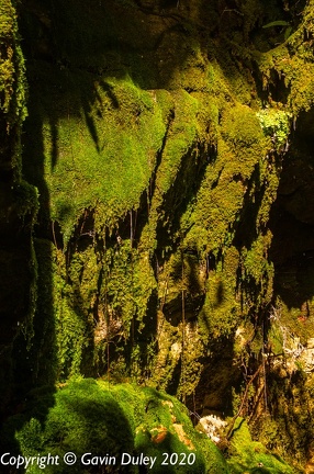 Carnarvon Gorge Moss Garden